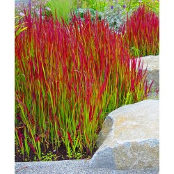 Iarbă japoneză roșie - Imperata cylindrica 'Red Baron'
