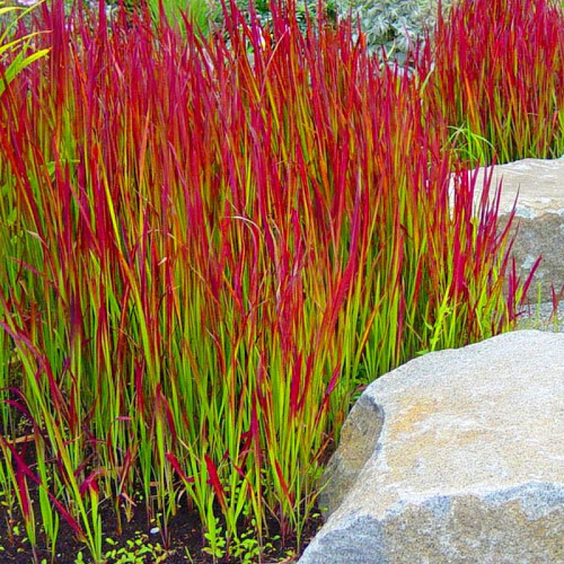 Iarbă japoneză roșie - Imperata cylindrica 'Red Baron'