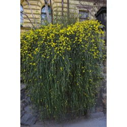 Iasomie de iarna (Jasminum nudiflorum)
