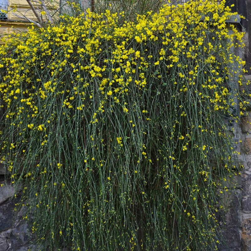 Iasomie de iarna (Jasminum nudiflorum)