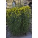 Iasomie de iarna (Jasminum nudiflorum)