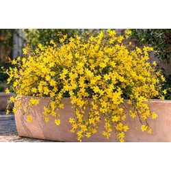 Iasomie de iarna (Jasminum nudiflorum)