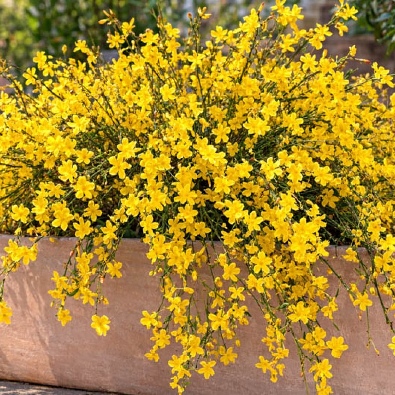 Iasomie de iarna (Jasminum nudiflorum)