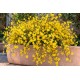 Iasomie de iarna (Jasminum nudiflorum)