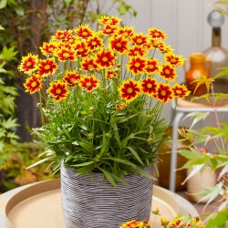 Coreopsis ‘Solar Iewel’