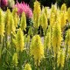 Kniphofia ‘Lemon Popsicle’