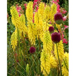 Kniphofia ‘Lemon Popsicle’