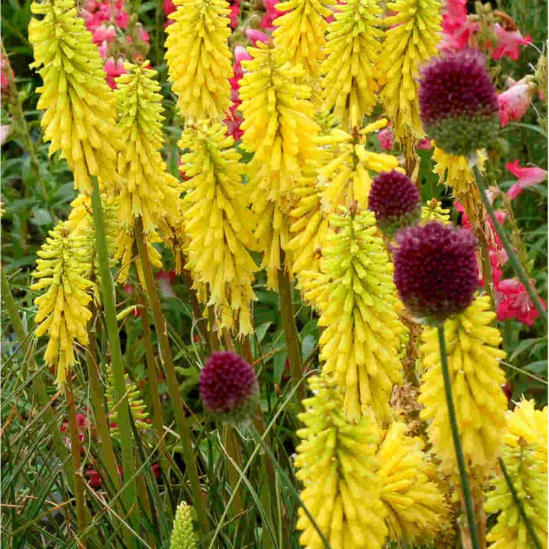 Kniphofia ‘Lemon Popsicle’