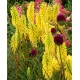 Kniphofia ‘Lemon Popsicle’