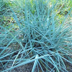 Iarba albastră de nisip - Leymus arenarius 'Blue Dune'