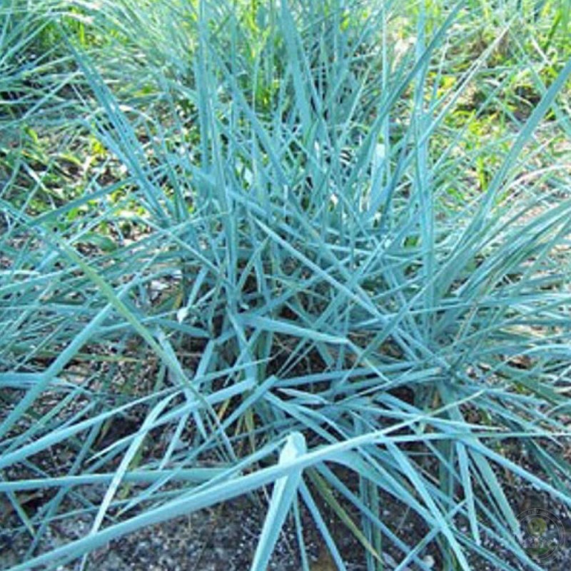 Iarba albastră de nisip - Leymus arenarius 'Blue Dune'