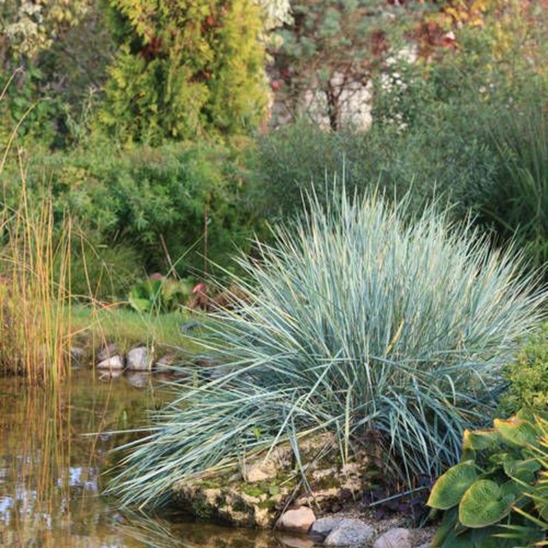 Iarba albastră de nisip - Leymus arenarius 'Blue Dune'
