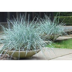 Iarba albastră de nisip - Leymus arenarius 'Blue Dune'