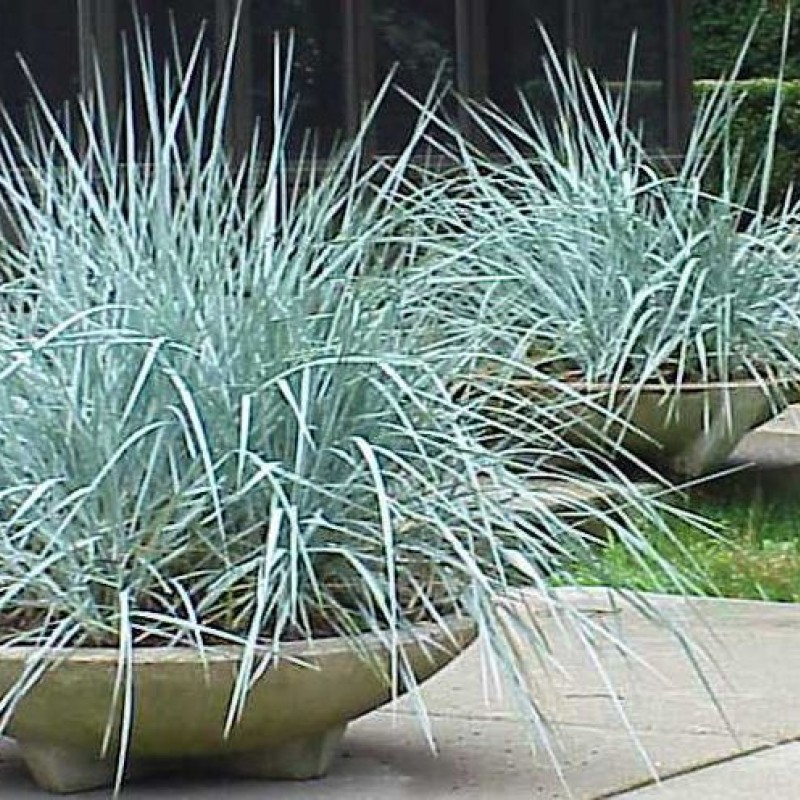 Iarba albastră de nisip - Leymus arenarius 'Blue Dune'