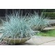 Iarba albastră de nisip - Leymus arenarius 'Blue Dune'