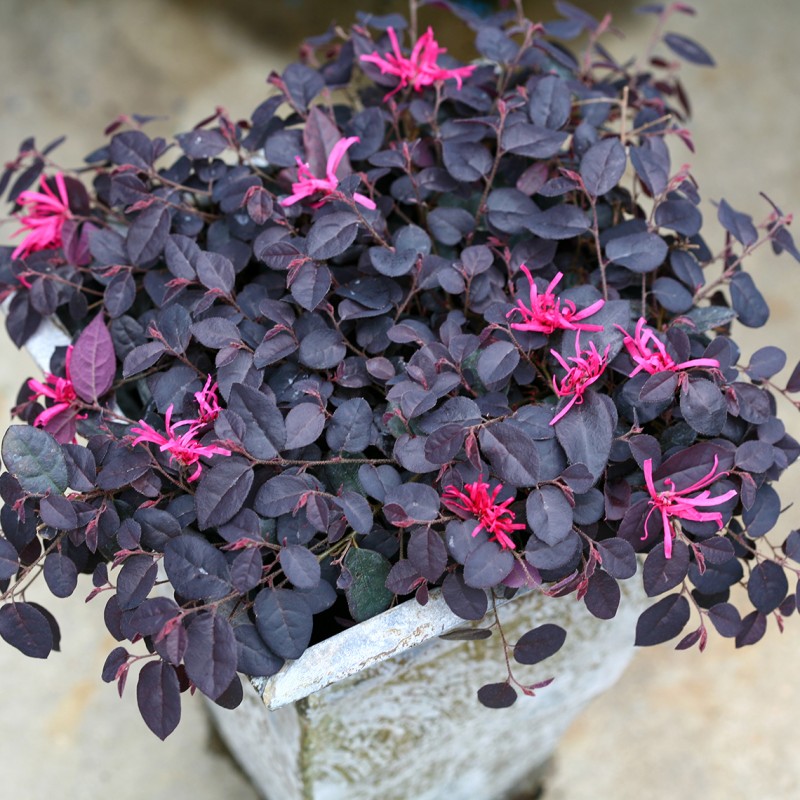 Loropetalum 'Fire Dance' 
