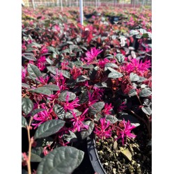 Loropetalum 'Fire Dance' 