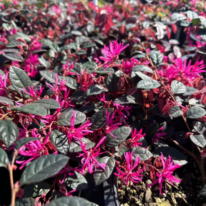 Loropetalum 'Fire Dance' 