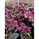 Loropetalum 'Fire Dance' 