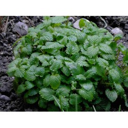 Roiniță (Melissa officinalis)