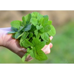 Roiniță (Melissa officinalis)