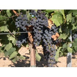Viță de vie Merlot