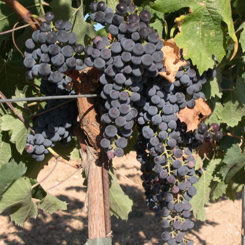 Viță de vie Merlot