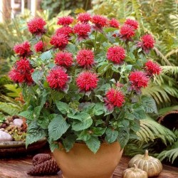 Monarda didyma ‘Fireball’