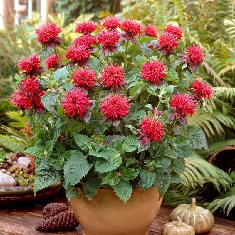 Monarda didyma ‘Fireball’