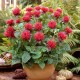 Monarda didyma ‘Fireball’