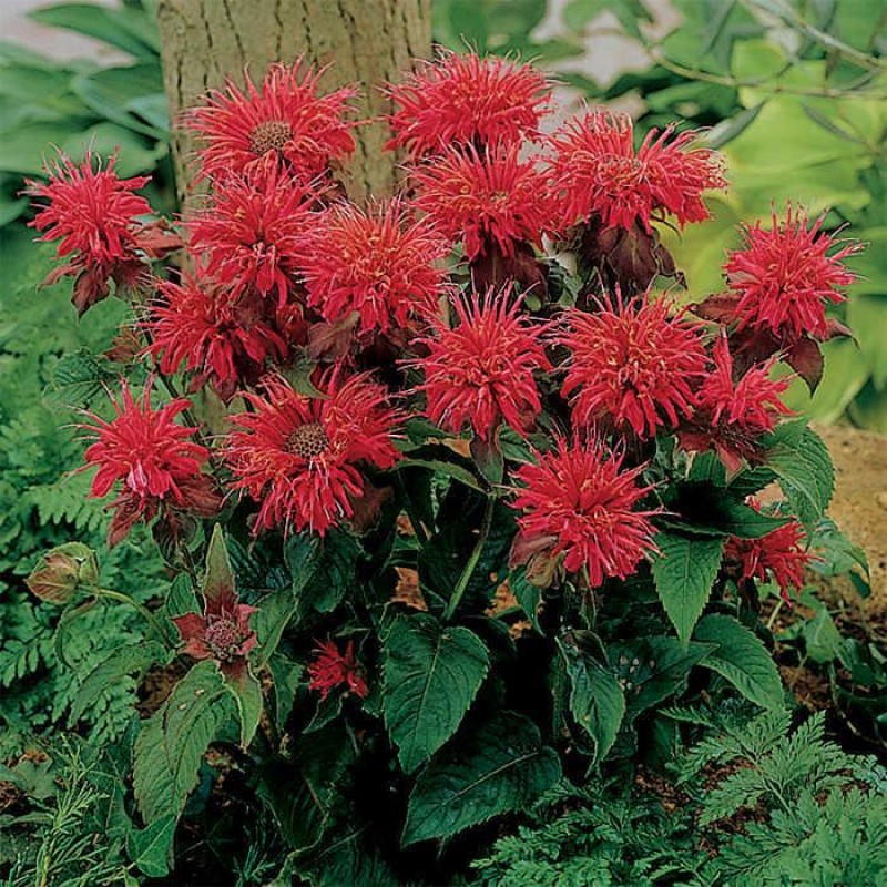 Monarda didyma ‘Fireball’