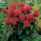 Monarda didyma ‘Fireball’
