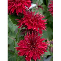 Monarda didyma ‘Fireball’