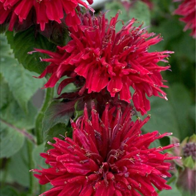 Monarda didyma ‘Fireball’
