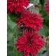 Monarda didyma ‘Fireball’