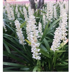 Liriope muscari ‘Monroe White’ 