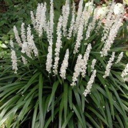 Liriope muscari ‘Monroe White’ 