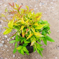 Nandina domestica 'Fire Power' - Arbustul japonez sfânt