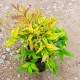 Nandina domestica 'Fire Power' - Arbustul japonez sfânt