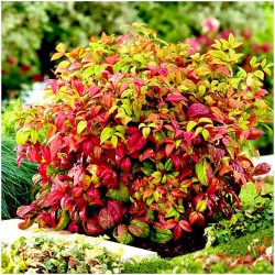 Nandina domestica 'Fire Power' - Arbustul japonez sfânt