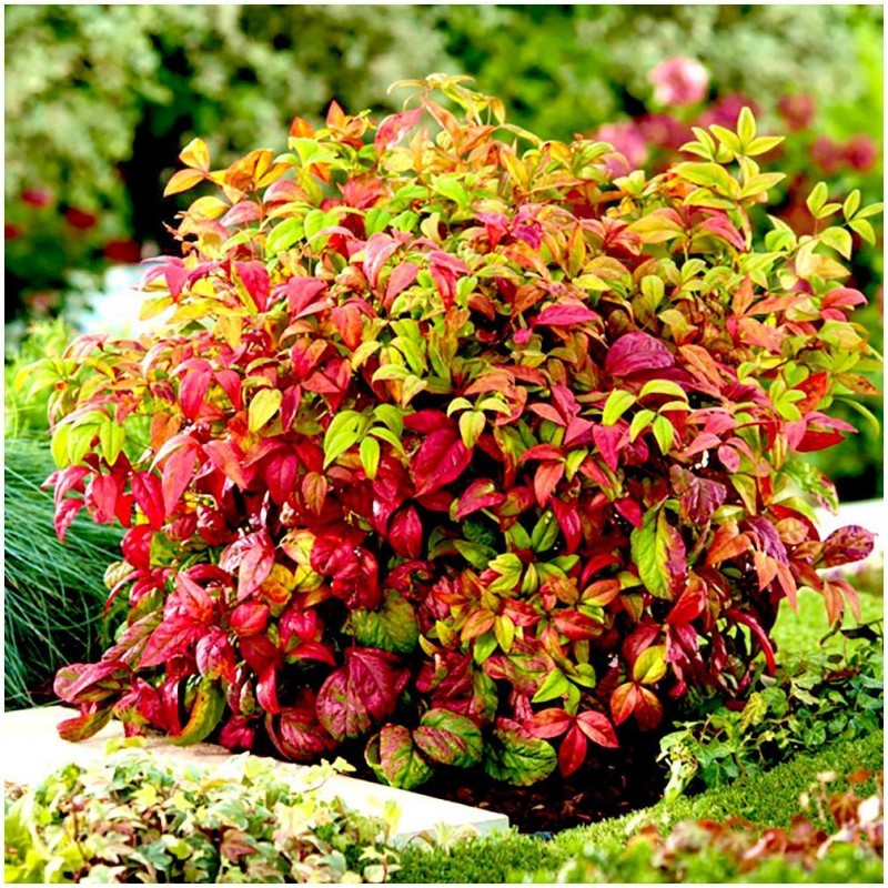 Nandina domestica 'Fire Power' - Arbustul japonez sfânt