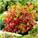 Nandina domestica 'Fire Power' - Arbustul japonez sfânt