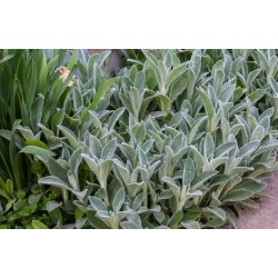 Ureche de iepur - Stachys byzantina