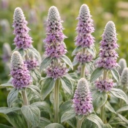 Ureche de iepur - Stachys byzantina
