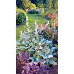 Ureche de iepur - Stachys byzantina