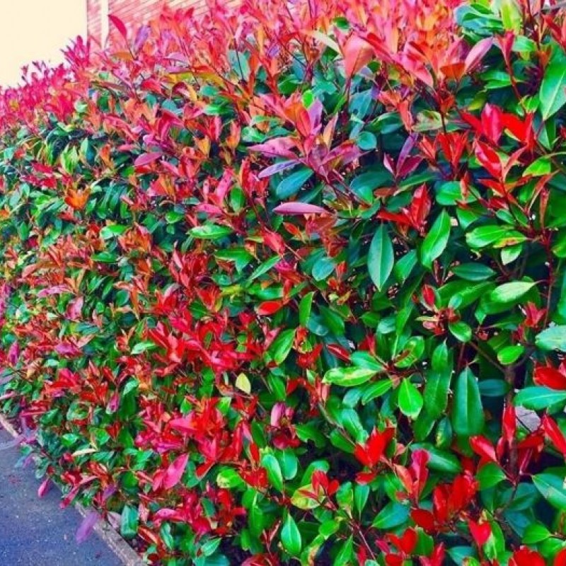 Gard viu Photinia RED ROBIN
