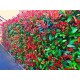 Gard viu Photinia RED ROBIN