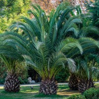 Plante Mediterane