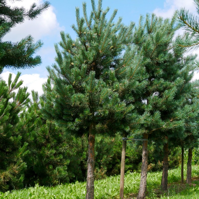 Pin de Munte 30-35cm ( Pinus Sylvestris )