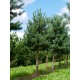 Pin de Munte 30-35cm ( Pinus Sylvestris )